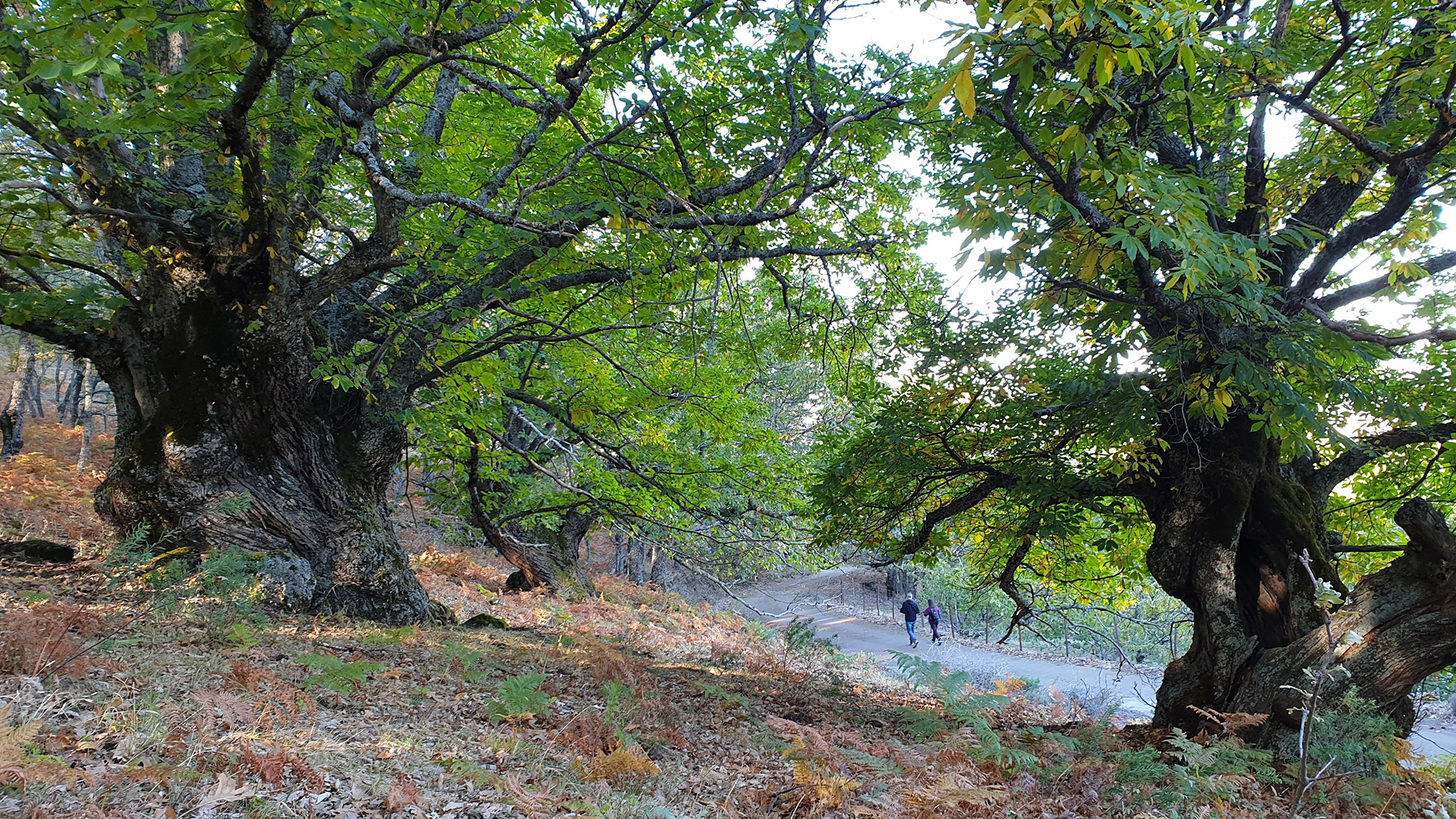 03_Casas-del-Monte_castanos-camino