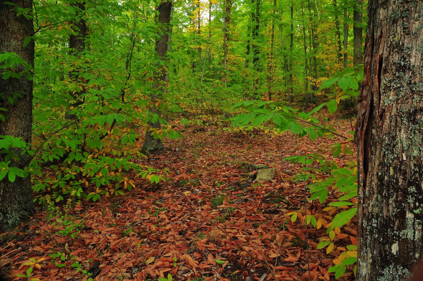 4-2009 (6)