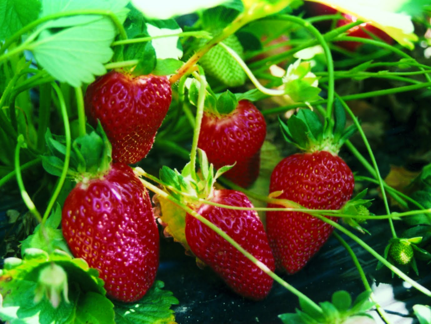 Copia de fresas__