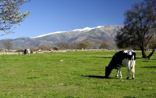 Dehesa