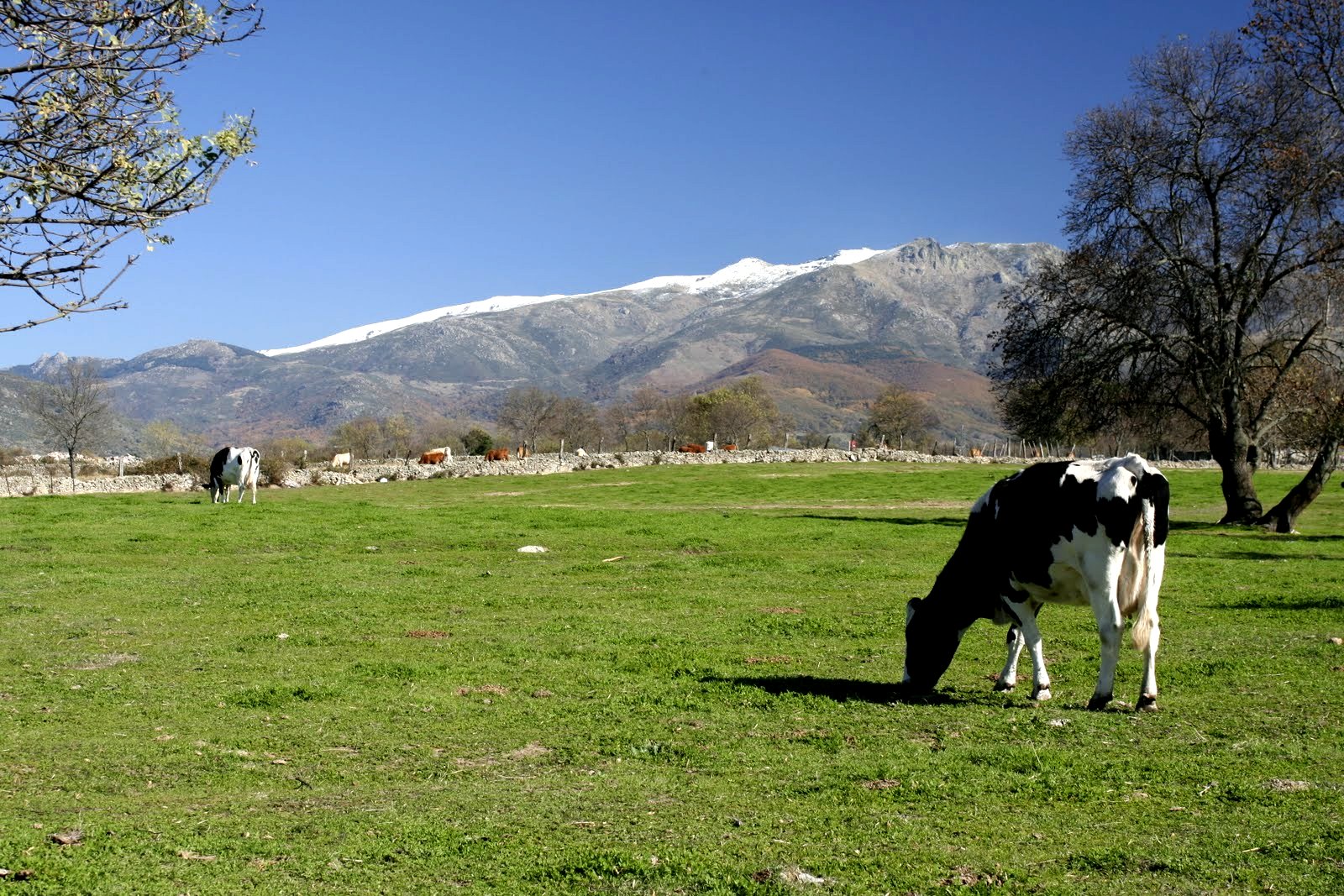 Dehesa
