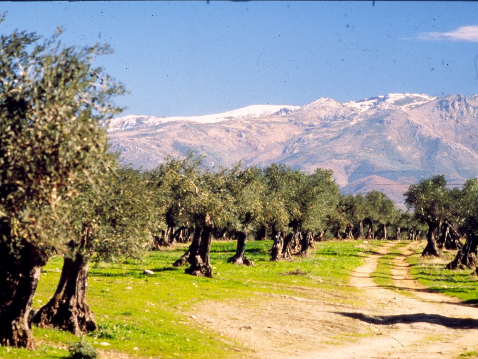 dehesa con nieve en sierra 1499