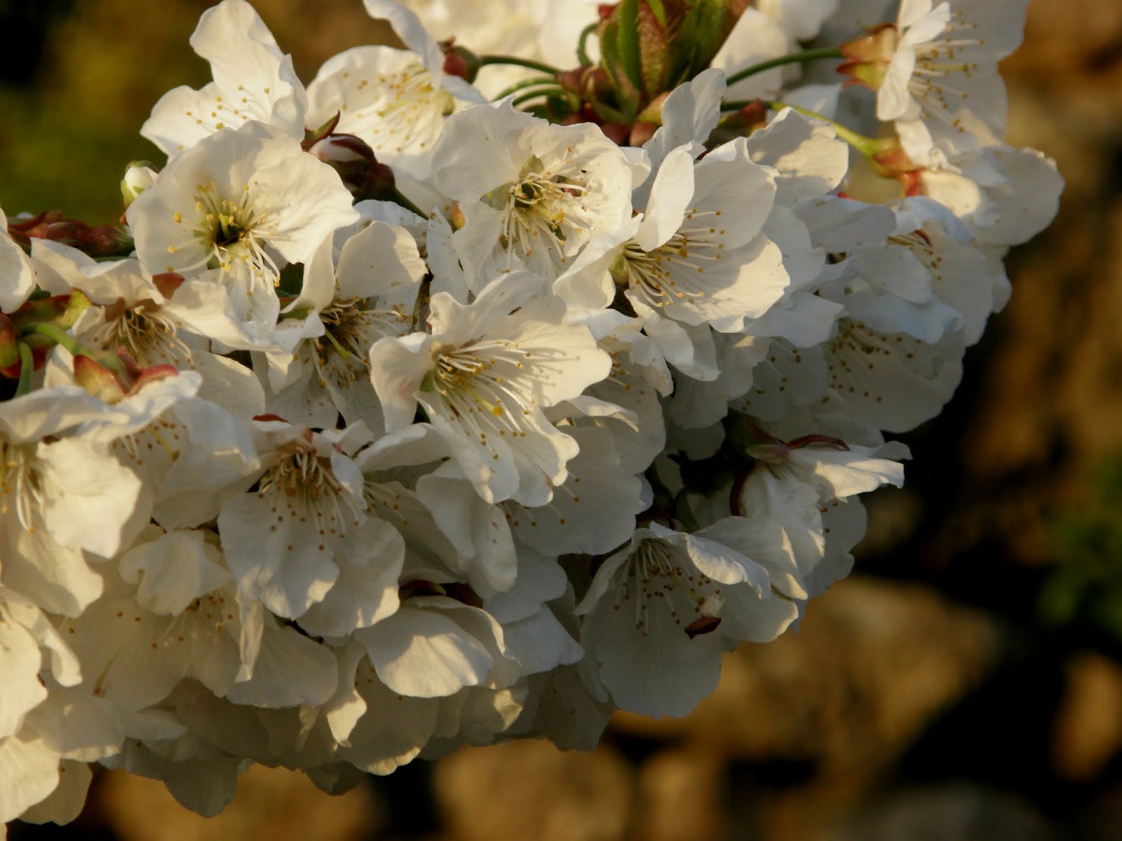 flor cerezo 29-03-2008 18-17-13