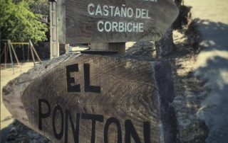 castaño_del_corbiche_4