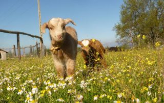 granja_la_laguna_1-1