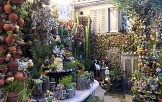 patio_de_cactus_1-1