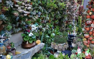 patio_de_cactus_2