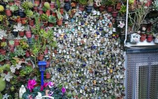 patio_de_cactus_3