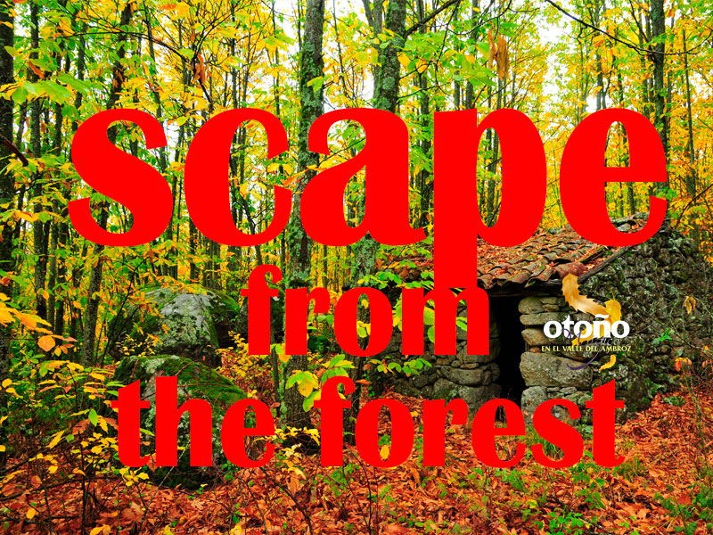 Juego Scape from the Forest