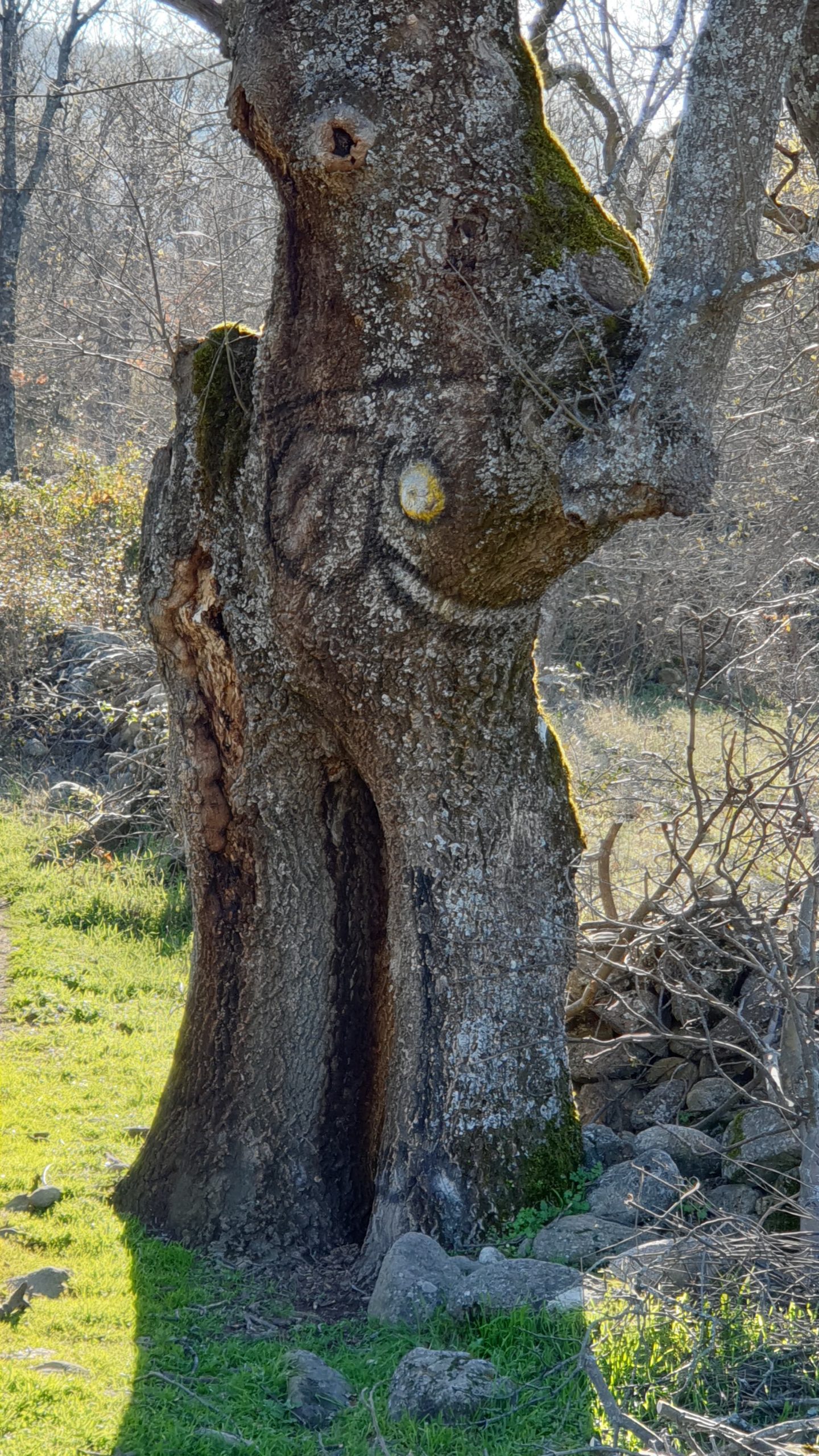 EL BOSQUE ANIMADO. Actividad medioambiental y artística con ARBA Extremadura.